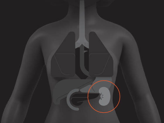 Every Donor Counts: The Essential Guide to Organ Donation