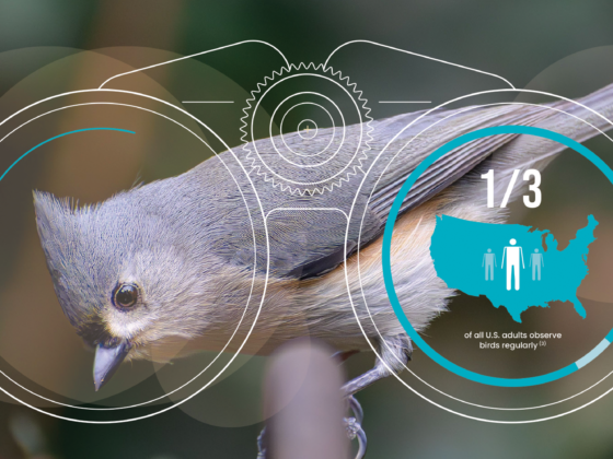 Taking Flight in Your Own Backyard: A Birdwatching Guide