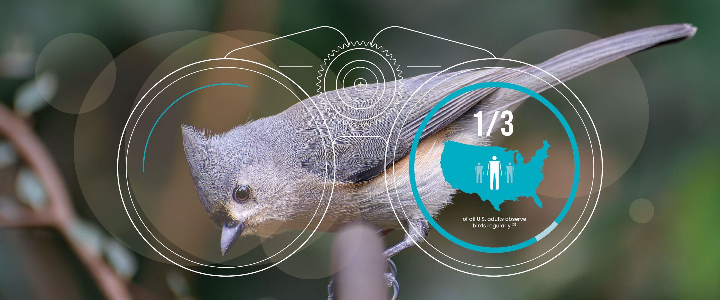 Taking Flight in Your Own Backyard: A Birdwatching Guide